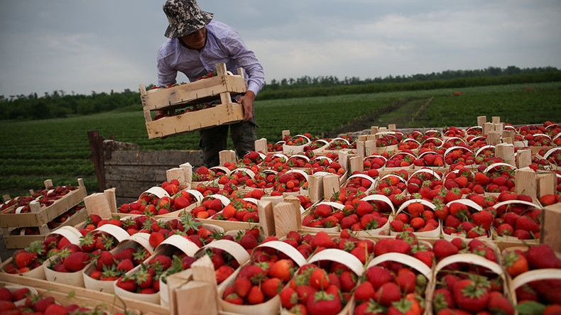 Tổng thống Putin: Nga sẽ thận trọng về xuất khẩu lương thực